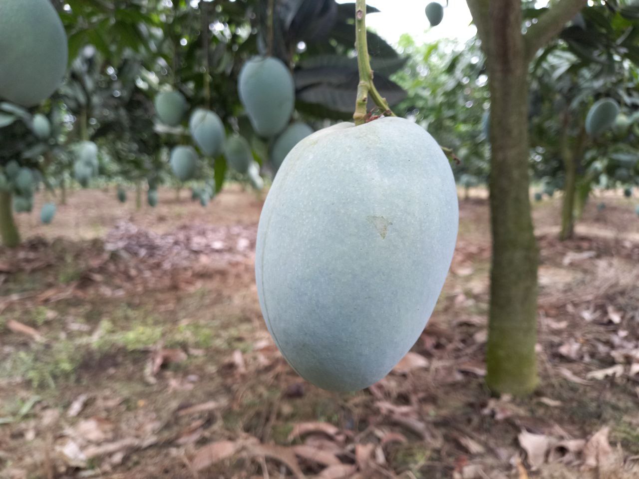 Mangoes on Tree